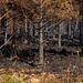 Torridon fire 8: Charred trees in Torridon