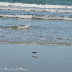 Surf, Sand, and Shorebird