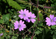 Geranium pyrenaïcum