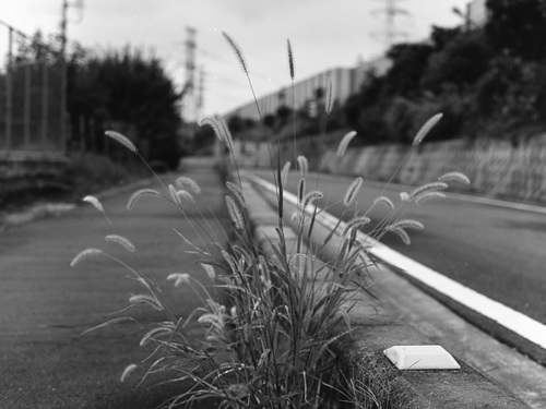 Foxtails at curb