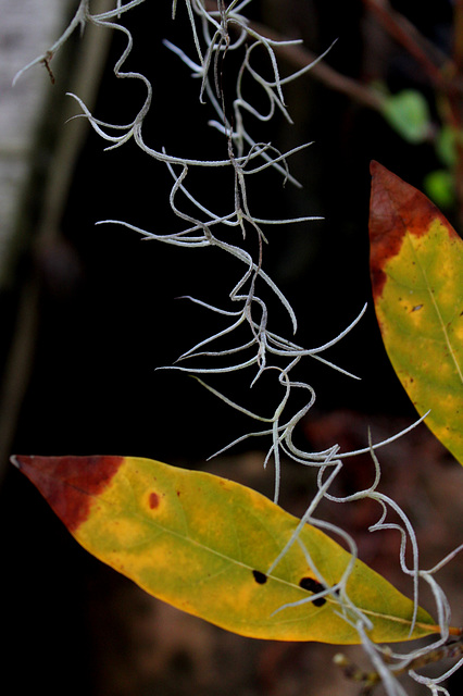 Detail, Spanish moss