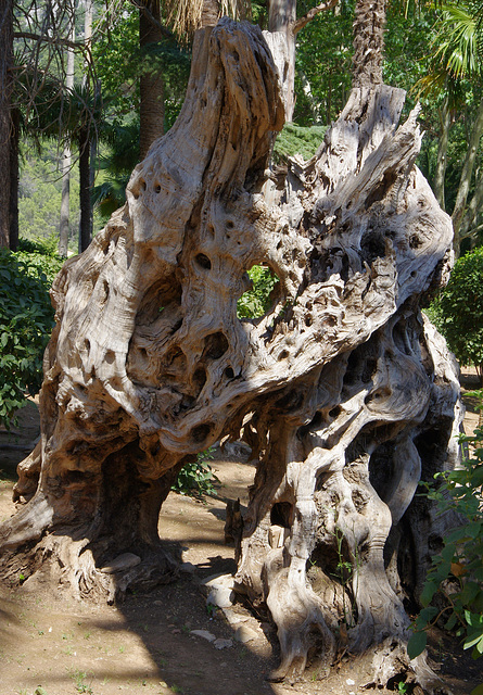 a twisted olive trunk