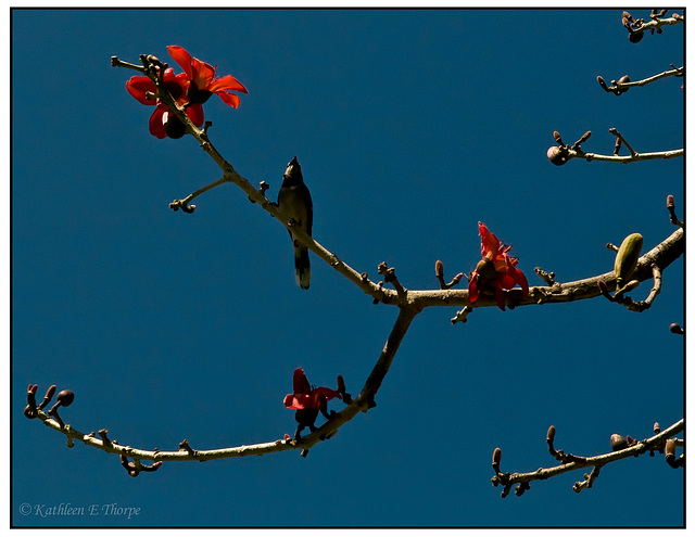 Bird and Bombax Blossoms