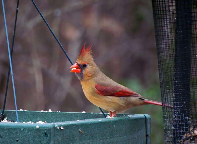 Female Cardinal