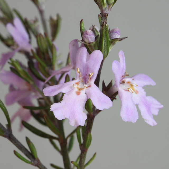 Westringia eremicola