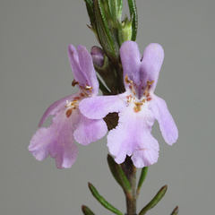 Westringia eremicola