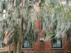 Swaying Spanish Moss