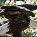 Bald Eagle wings unfurled