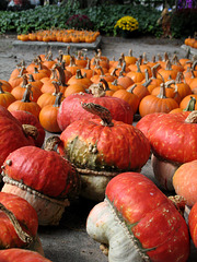 Tomb of Turban Squash