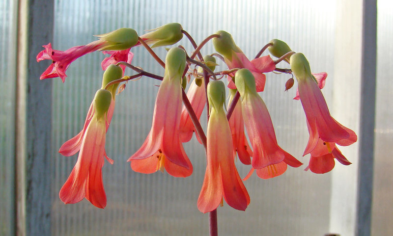 Kalanchoe Flowers