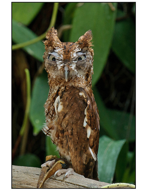 Eastern Screech Owl