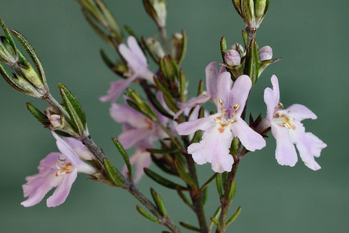 Westringia eremicola