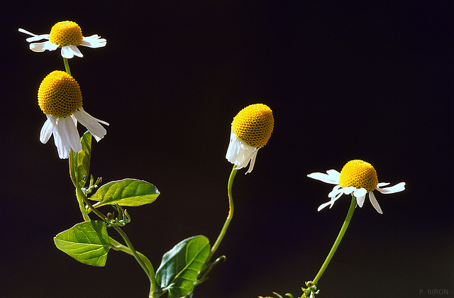 Fleurs de Matricaire