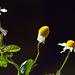 Fleurs de Matricaire