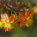 Bulbine