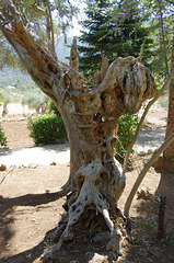 a muscular olive trunk