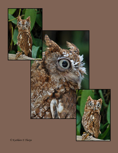 Eastern Screech Owl-triptych overlap