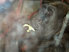 Gorillamädchen Makoua (Wilhelma)