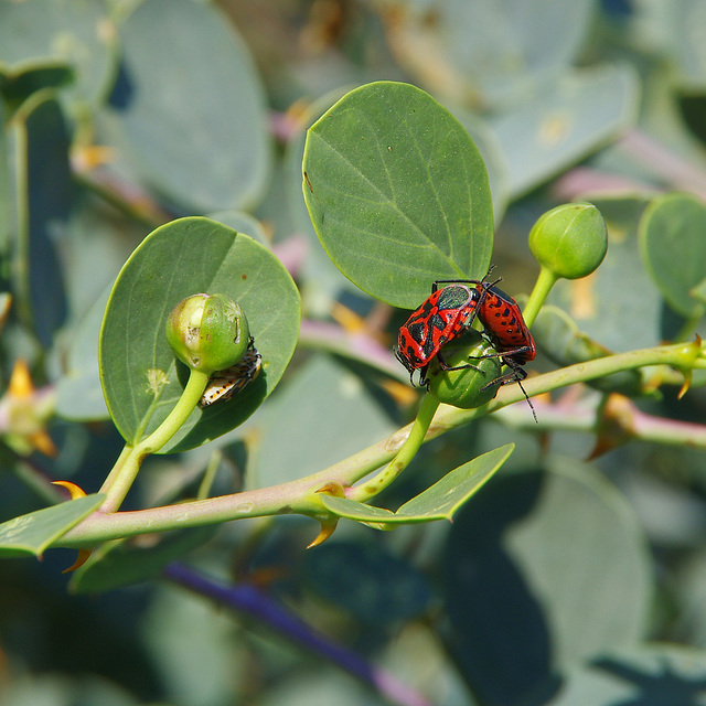 bugs having a caper