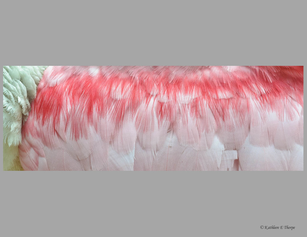 Roseatte Spoonbill feathers
