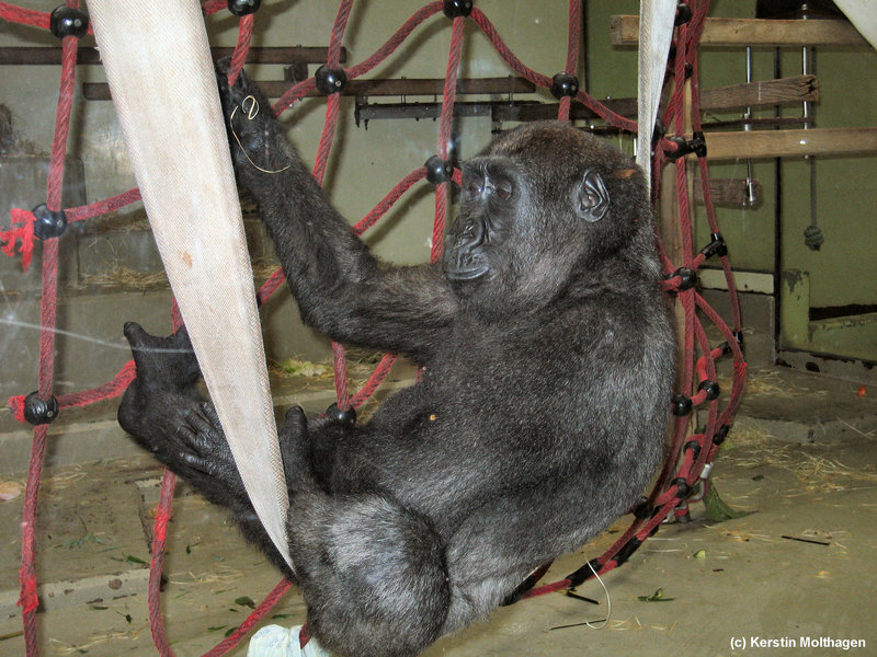 Gorillamädchen Makoua (Wilhelma)