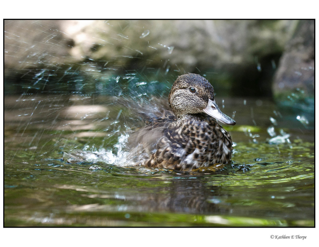 Splashing duck