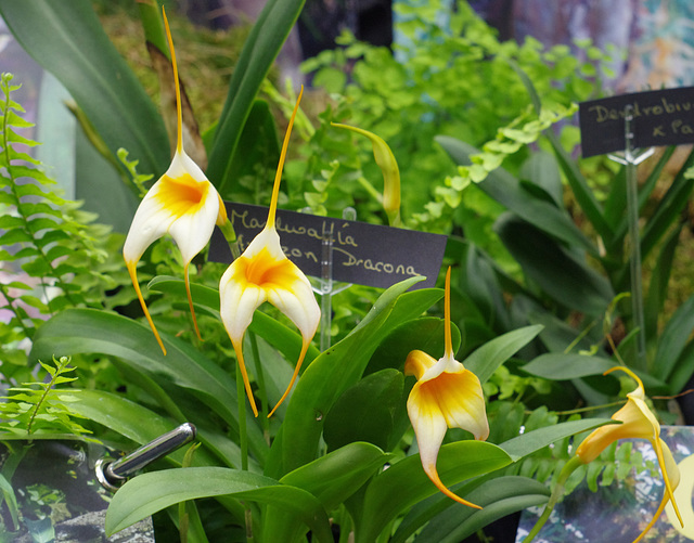 Masdevallia Amazon Dracona