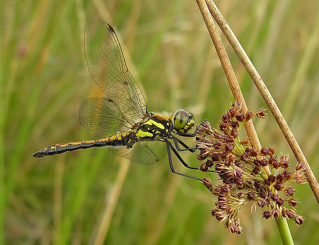 Black Darter