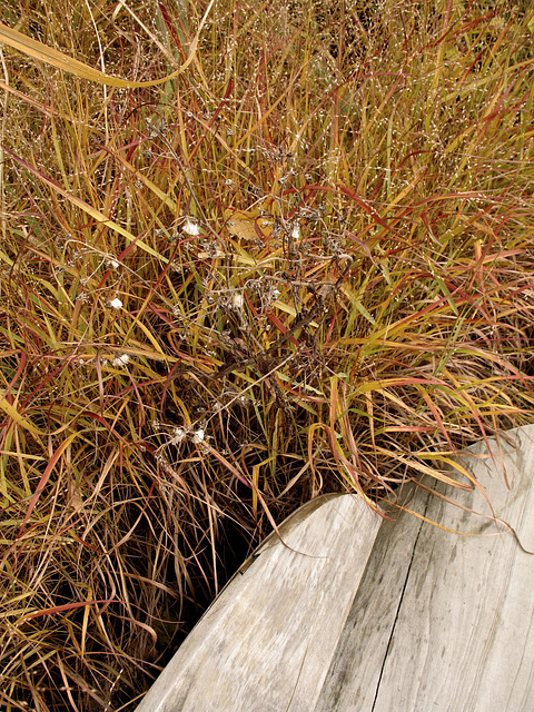 Autumn Grass