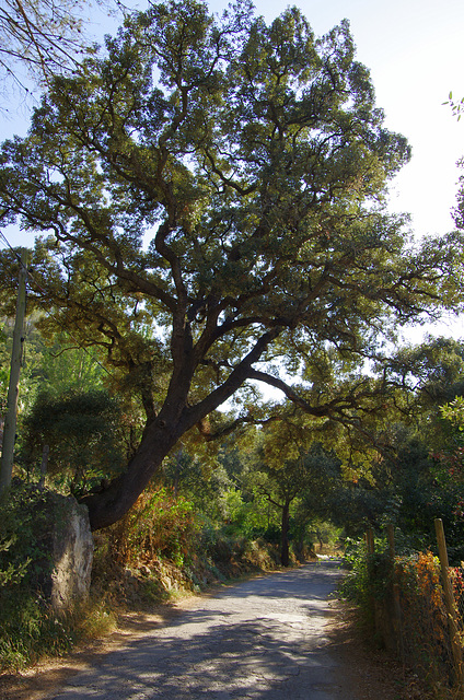a big holm oak