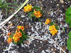 Orange blooms amid the hail