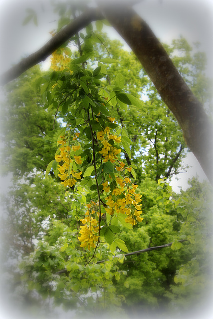 Laburnum - Cytise