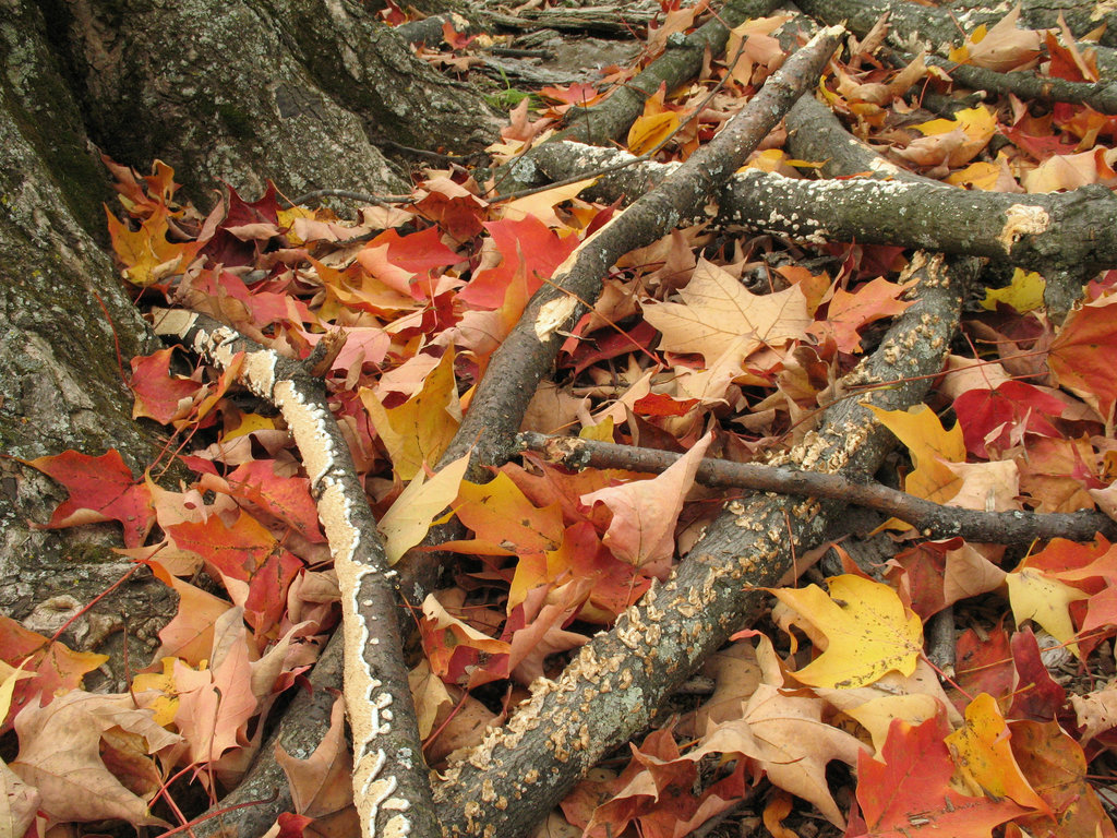 Autumn Forms