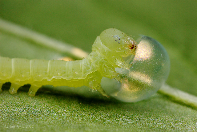 Elephant Hawk Moth Caterpillar