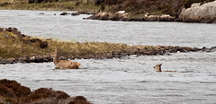 Swimming deer