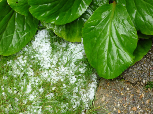 Hail on the grass