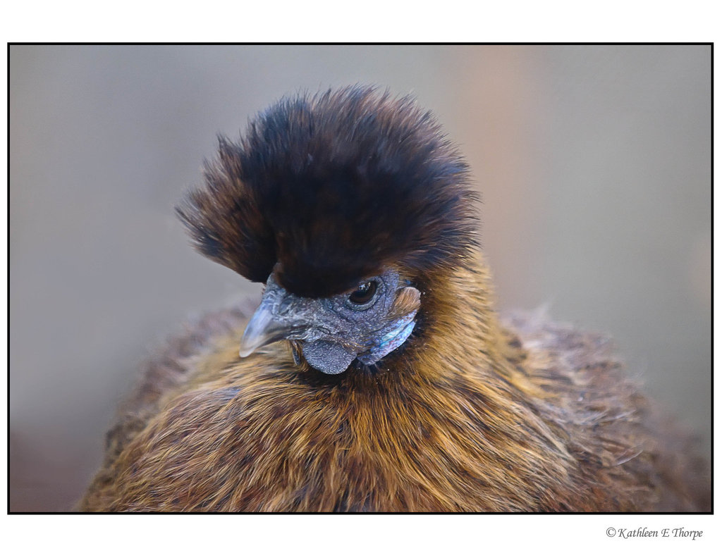 "Bed Head" Bird