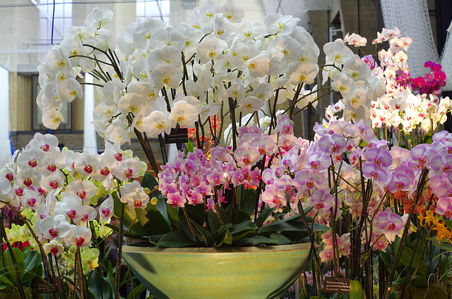 A Parfait of Phalaenopsis