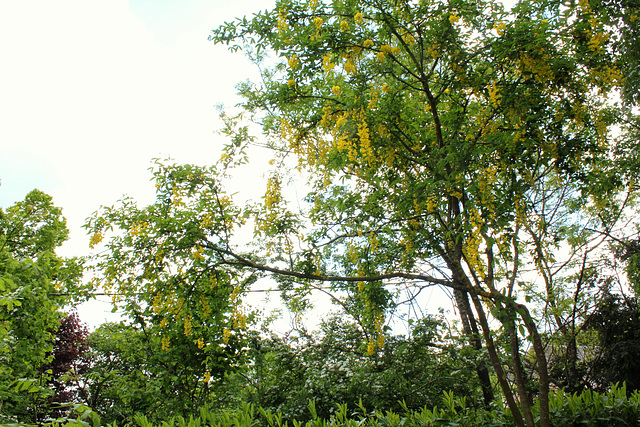 Laburnum - Cytise (2)