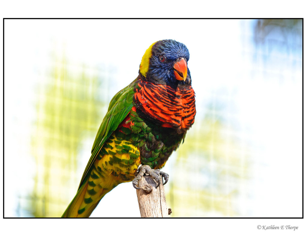 Lorikeet on Perch