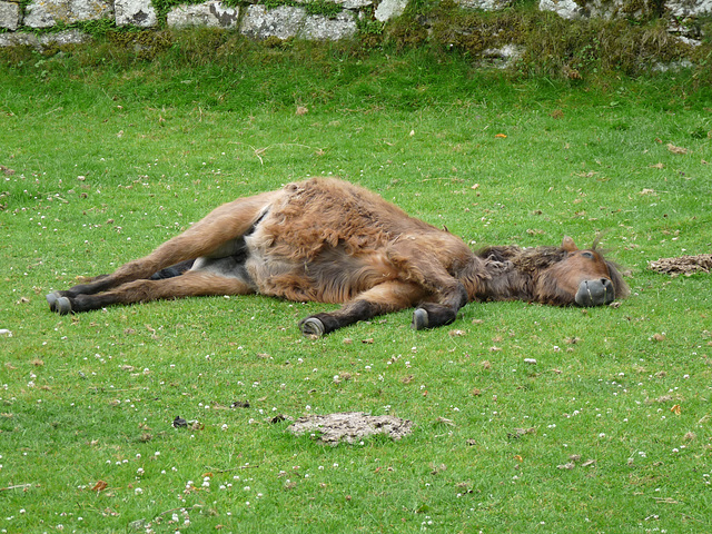 Dartmoor Pony- Not Dead, Just Dozing!