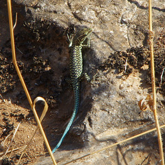 blue-tailed lizard