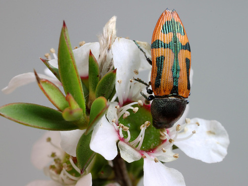 Castiarina jospilota, PL2429A