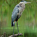 Great Blue Heron