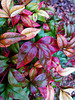 Dwarf Nandina