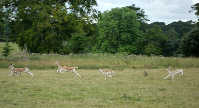 Running deer