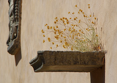 dried arrangement