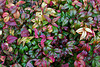 Dwarf Nandina