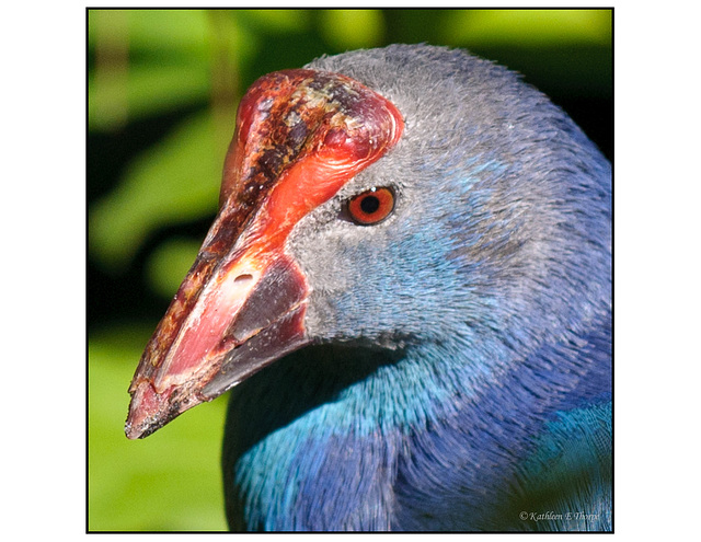 Bird with Red Eye and Red Beak