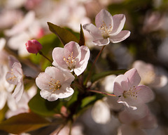 Tree blossom in the botanics